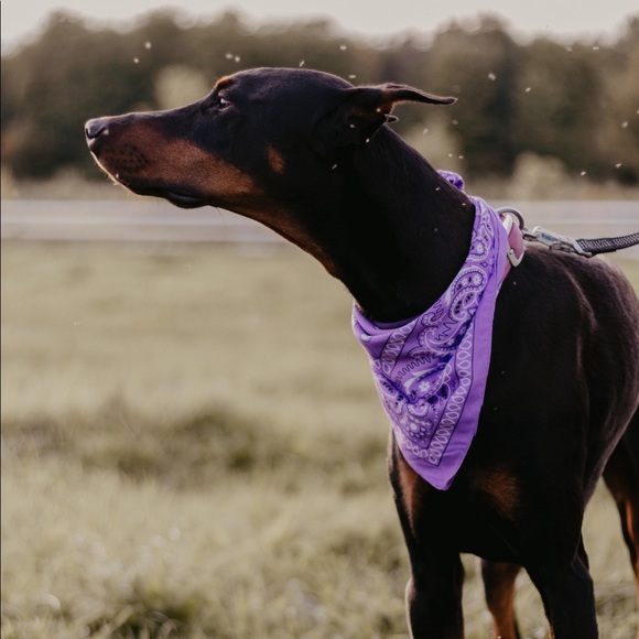 Meet your Posher, Tess - Picture 2 of 2